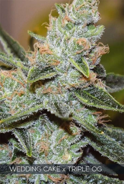 Vision Seeds Wedding Cake x Triple OG