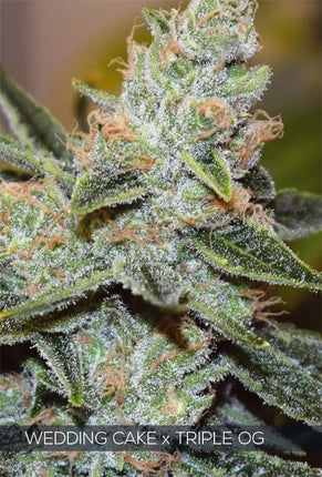 Vision Seeds Wedding Cake x Triple OG