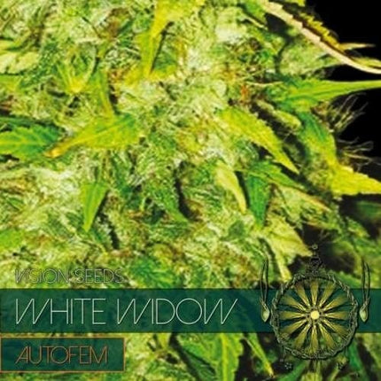 Vision Seeds White Widow – AutoFem
