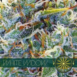 Vision Seeds White Widow