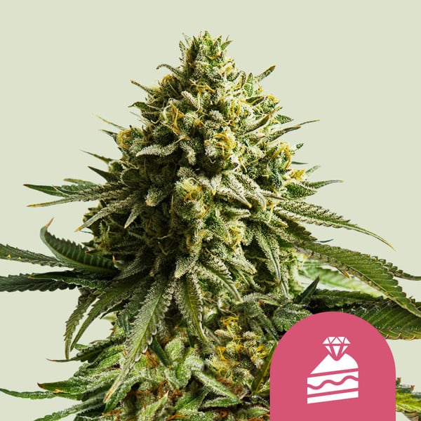 Wedding Cake (Royal Queen Seeds)