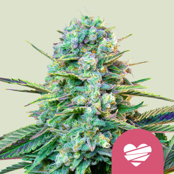 Wedding Crasher (Royal Queen Seeds)