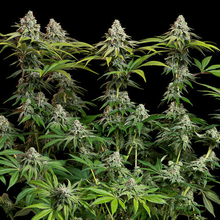 White Widow (Royal Queen Seeds)