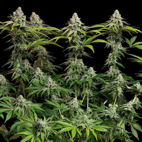 White Widow (Royal Queen Seeds)